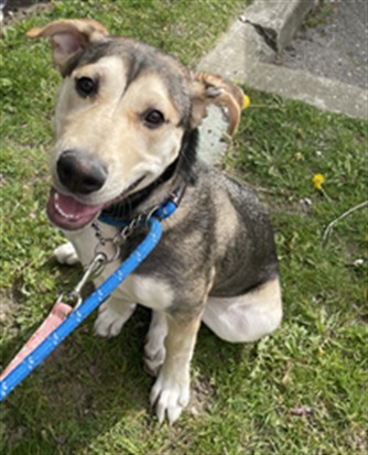 Photo credit: Vaughan Animal Services adoptable dog Ash, a female tricolor Siberian Husky and Great Dane