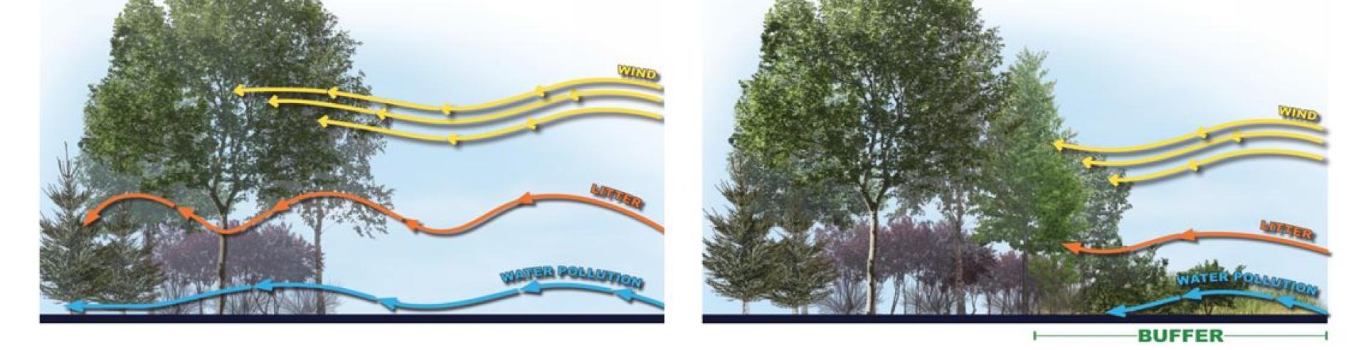 Trees with a buffer versus trees without a buffer