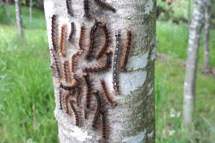 Gypsy moth caterpillars