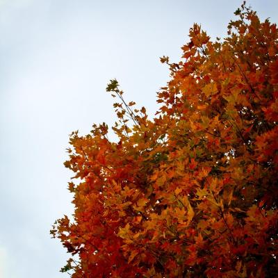 Fall Tree