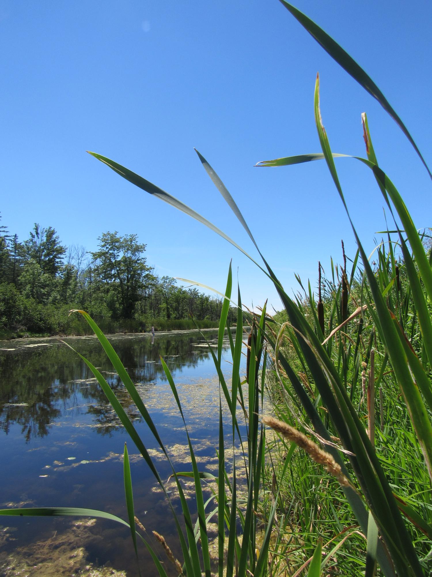 Marsh