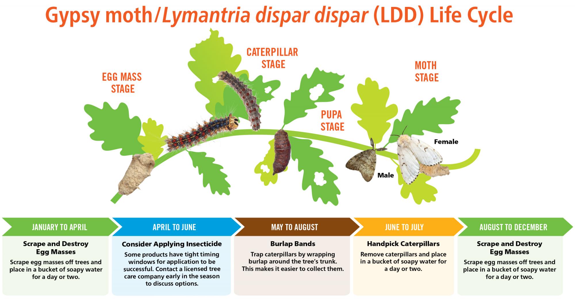 Life Cycle of the LDD Moth (Europen Gypsy Moth)