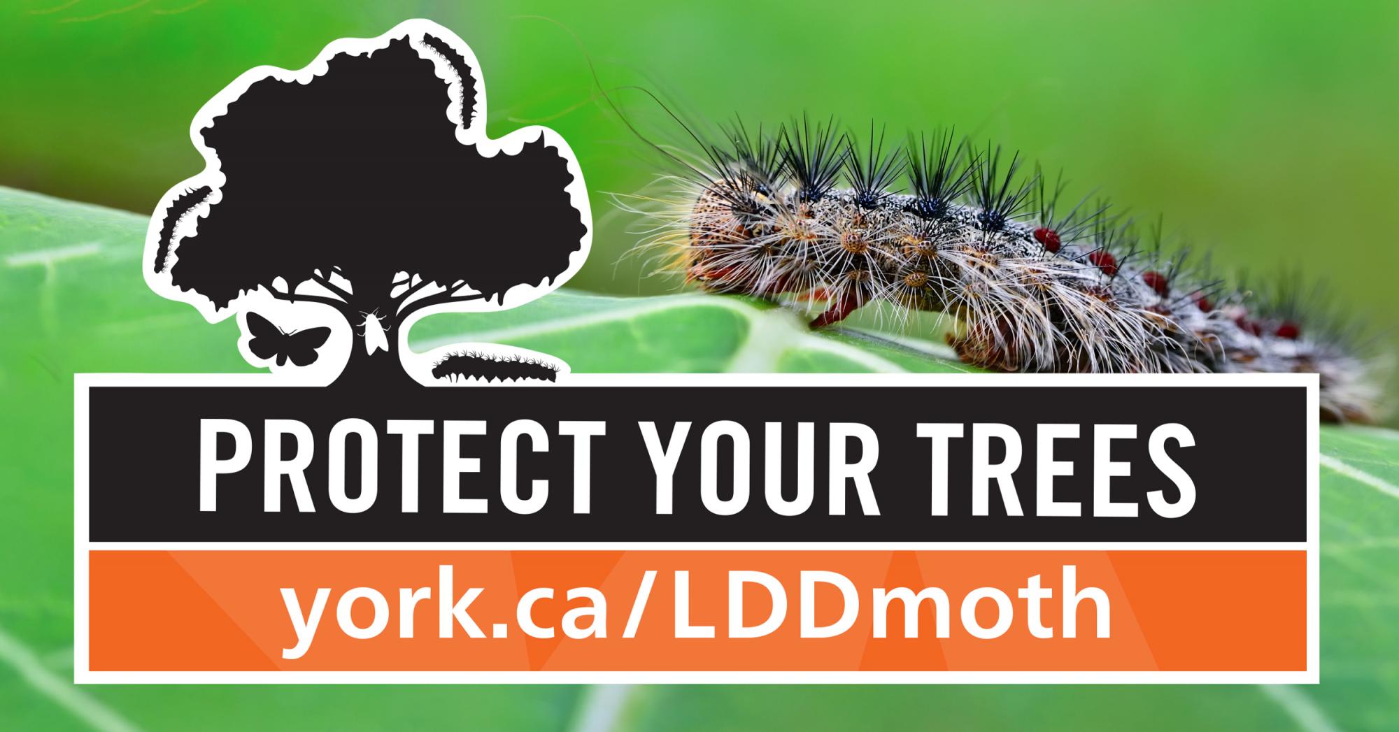LDD Moth York Region Website 