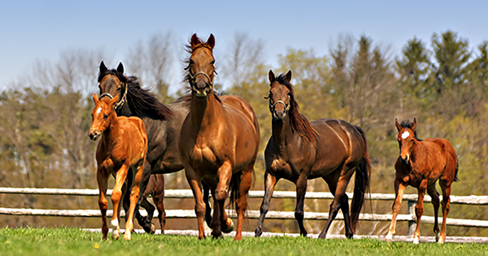 Horses in Paddock