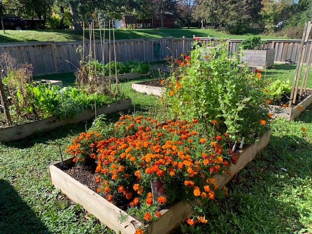 picture of the community garden in the spring