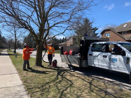 king township staff cleaning spongy moth off trees