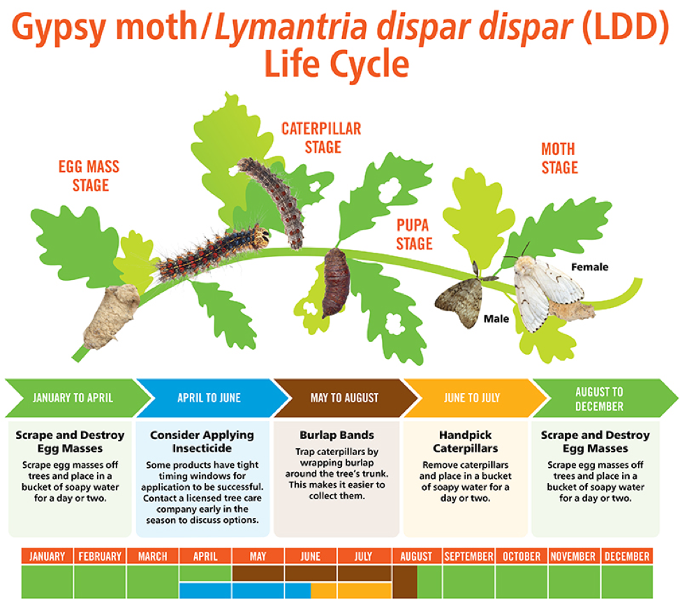 Lifecycle of Lymantria Dispar Dispar