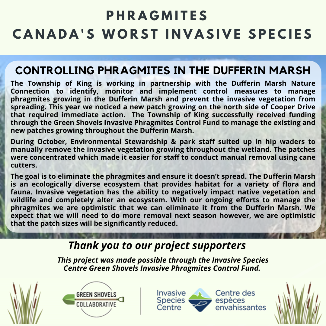 Phragmites