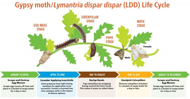 spongy moth life cycle