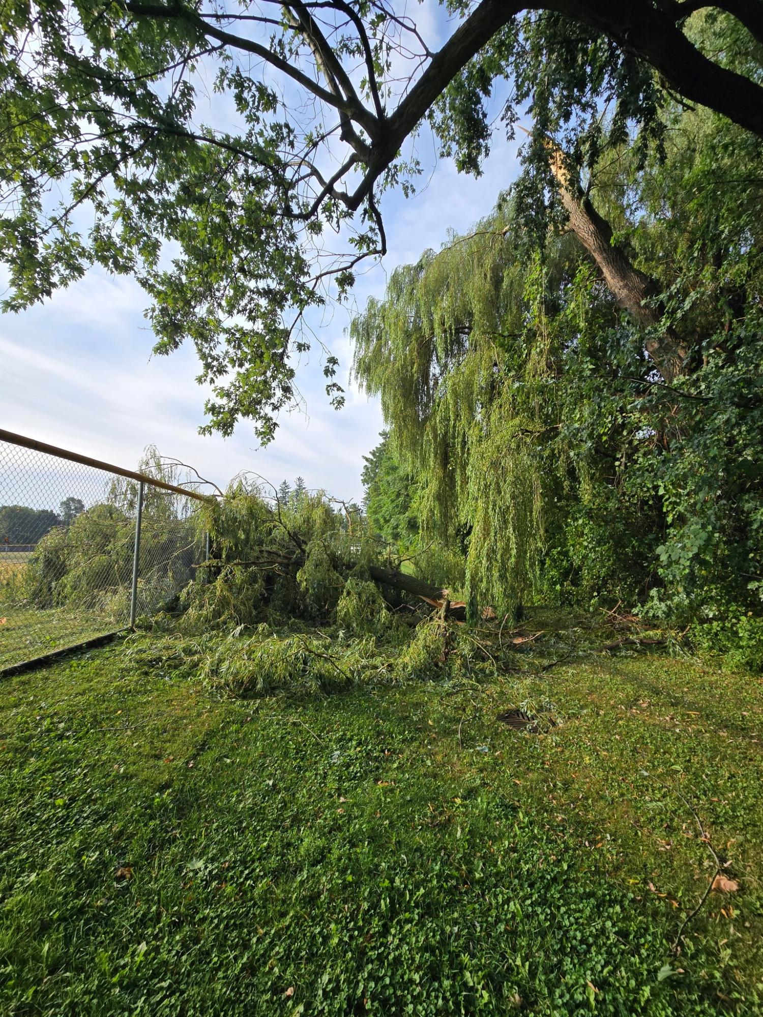 Storm damaged tree