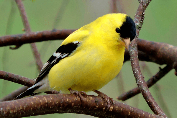 Yellow bird