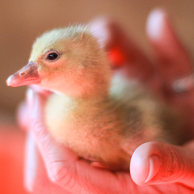 Baby Duck