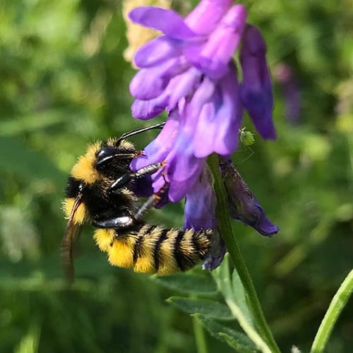 bee on a flower