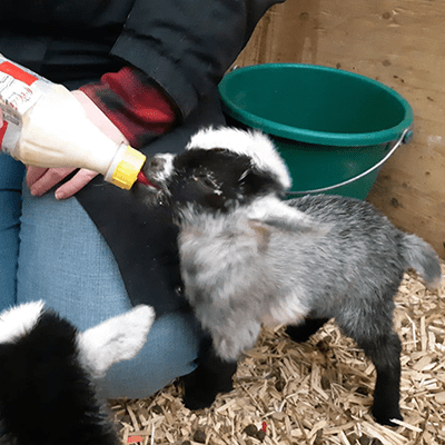 Feeding Baby Animals