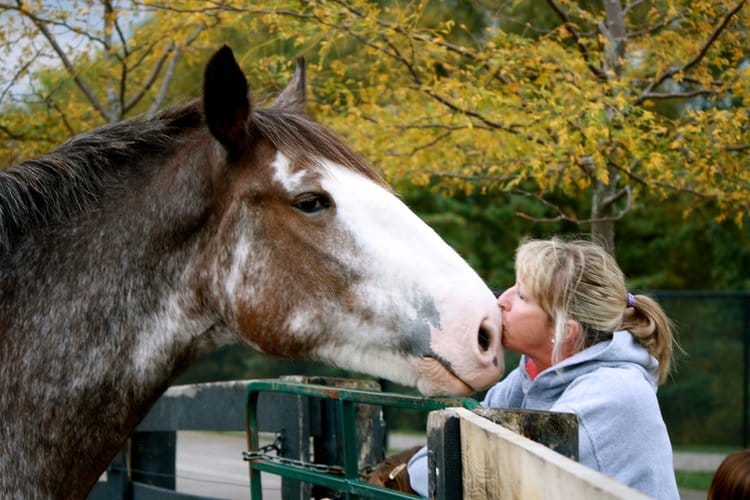 Woman kissing a horse