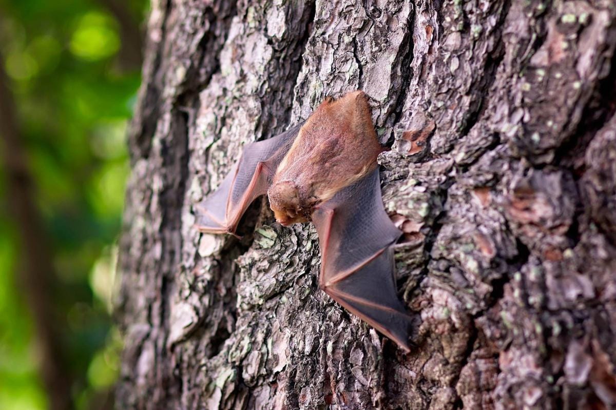 Bat picture