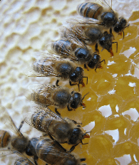 Bees picture