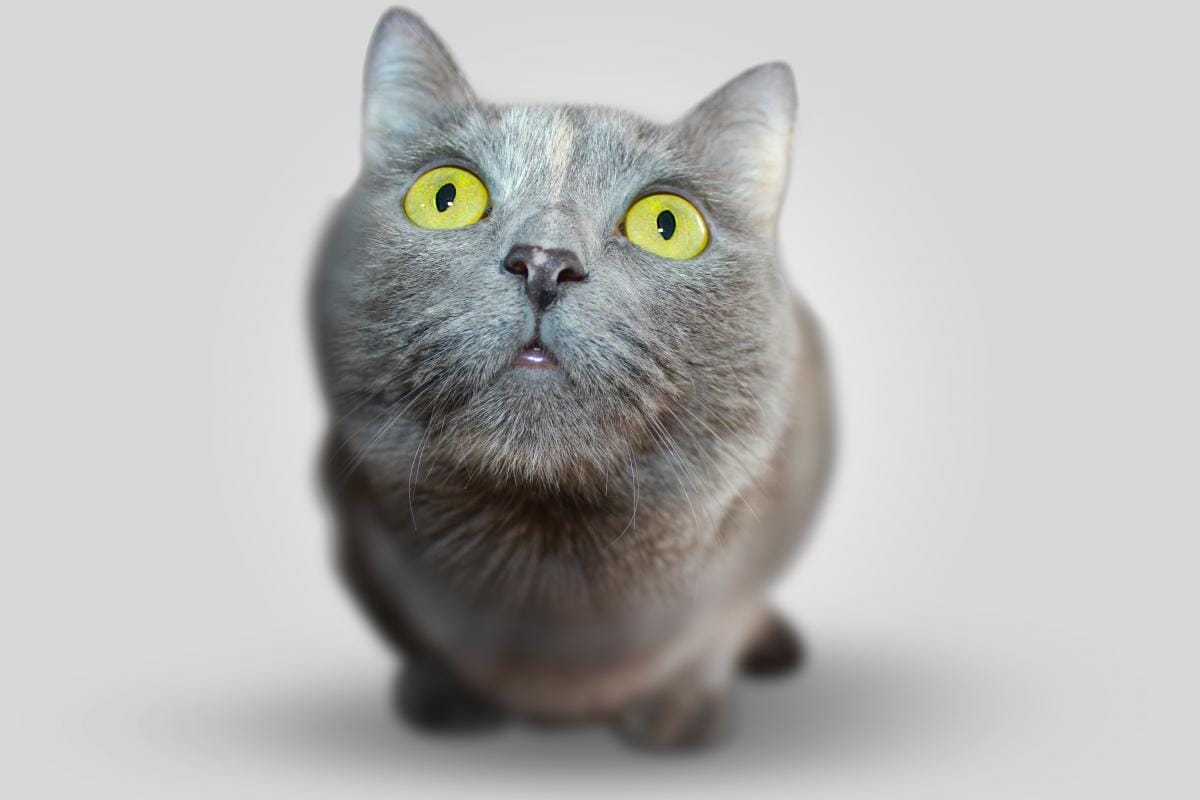 Picture of grey cat