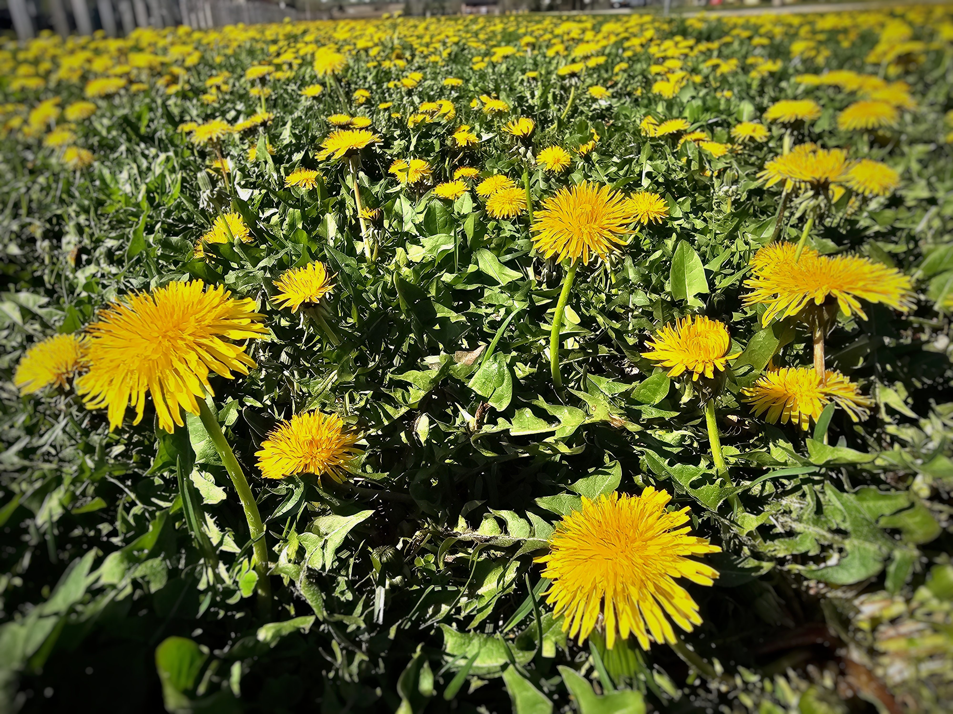 Dandelions