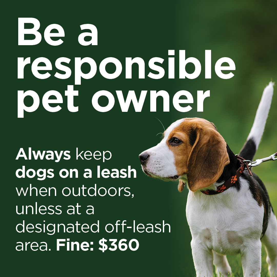 Dog on leash