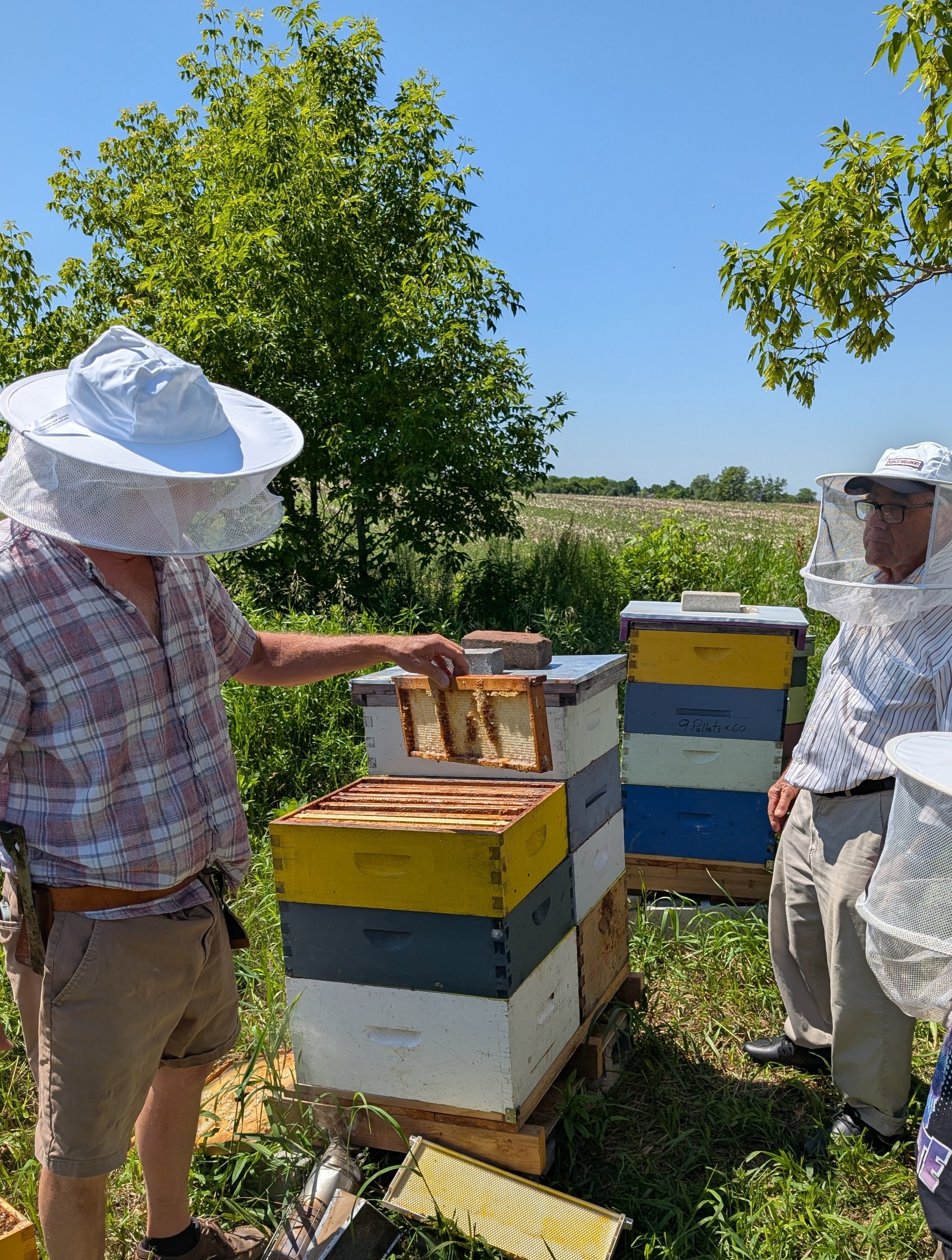 Bee keeper tending to bees in an informative manner, with a person viewing intently