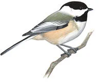 Black capped chickadee