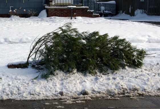 Christmas tree pickup