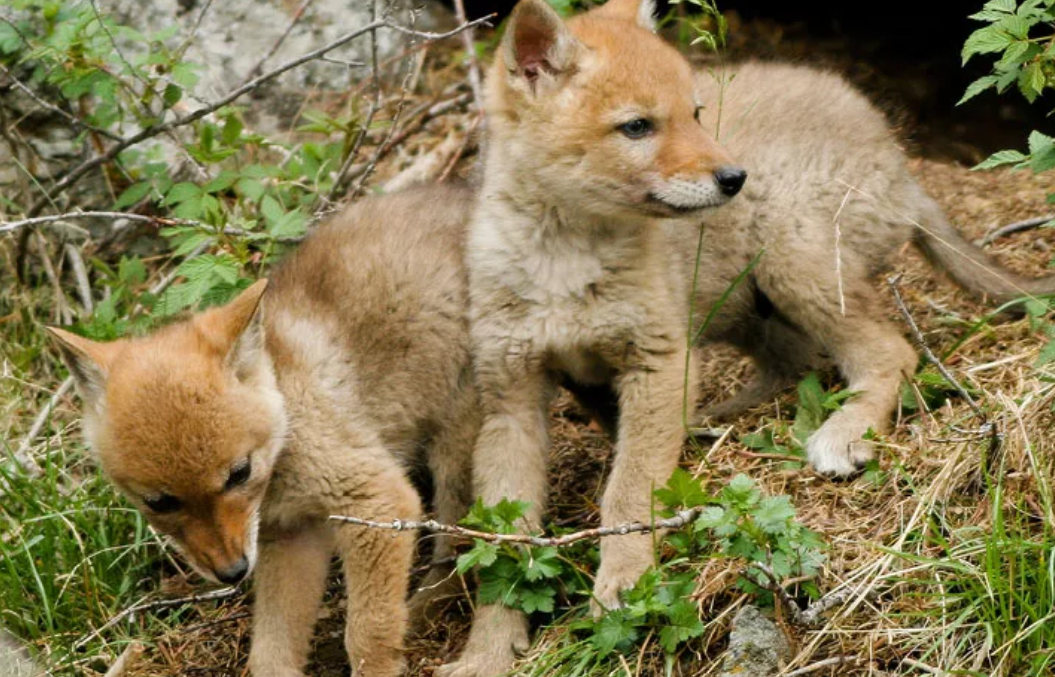 Coyote pups