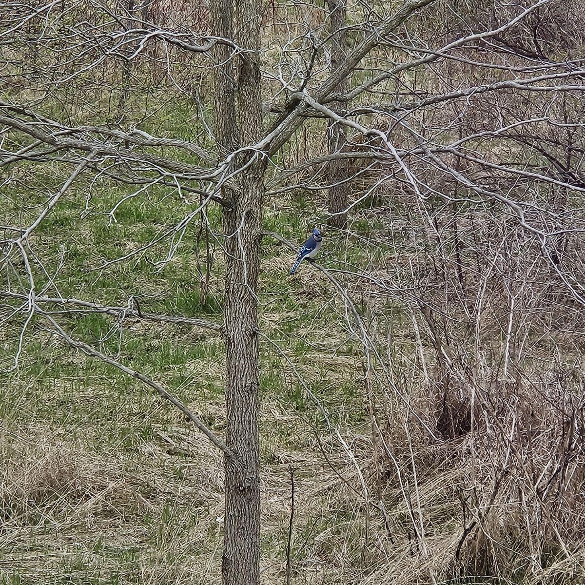 Blue Jay Picture 