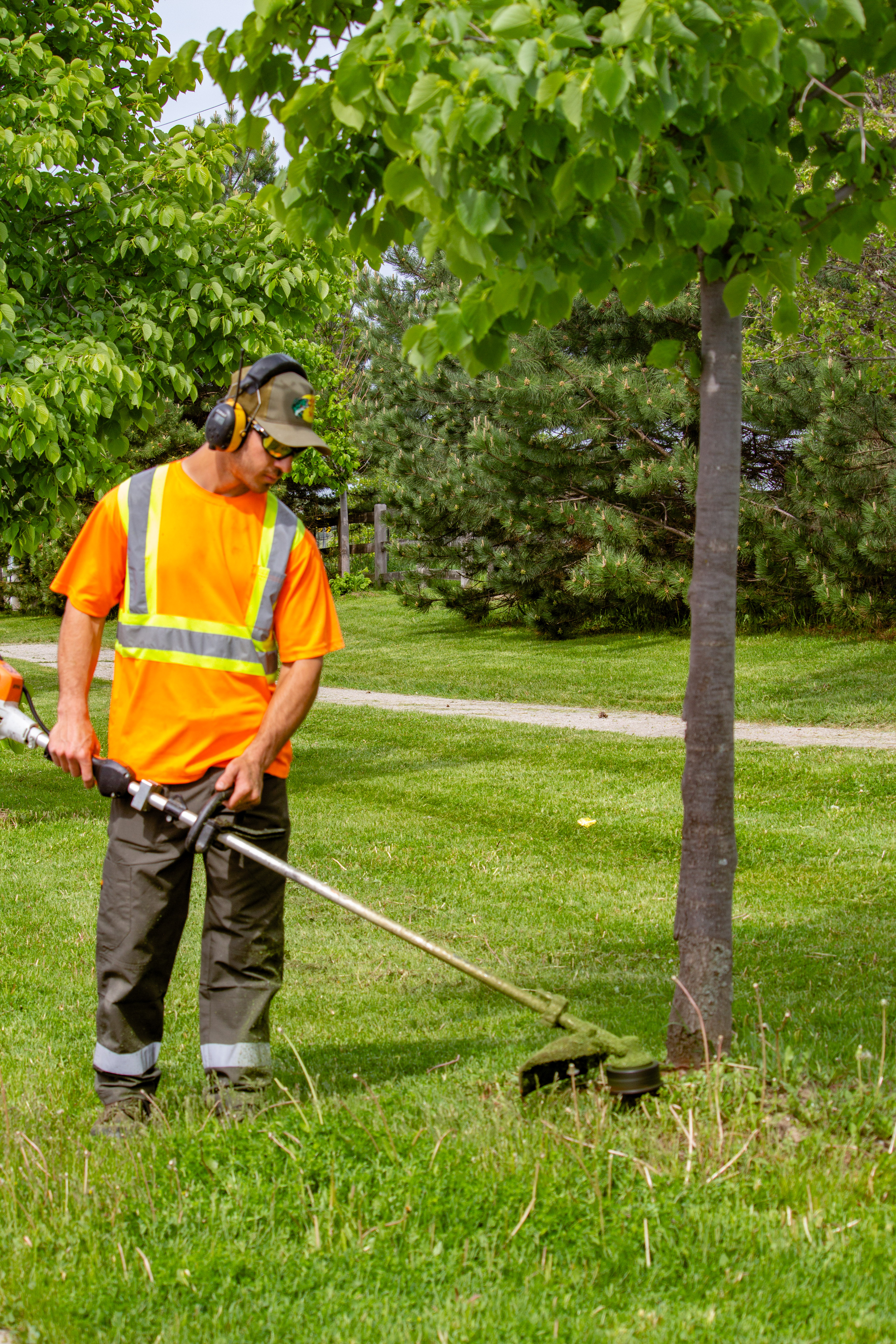 Grass maintenance in King