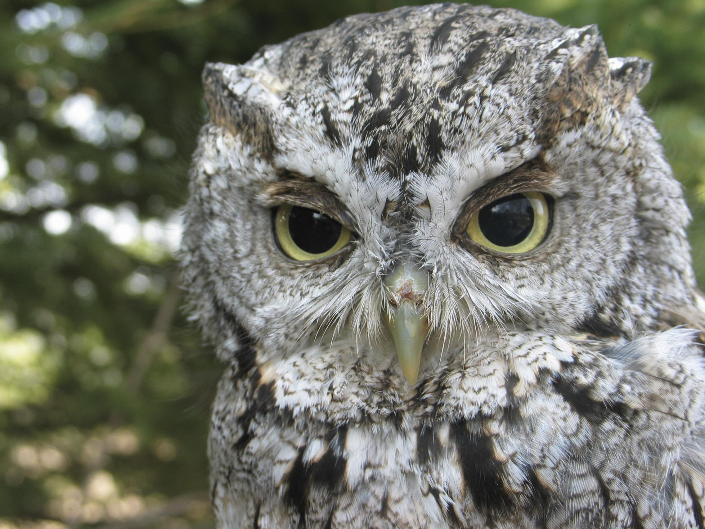 Brown and white owl with yellow eyes