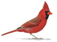Northern Cardinal