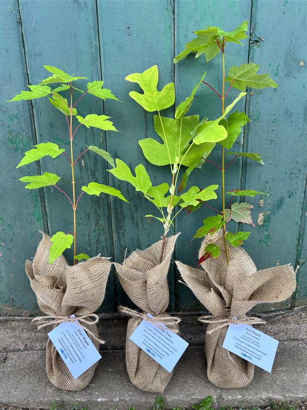 Saplings