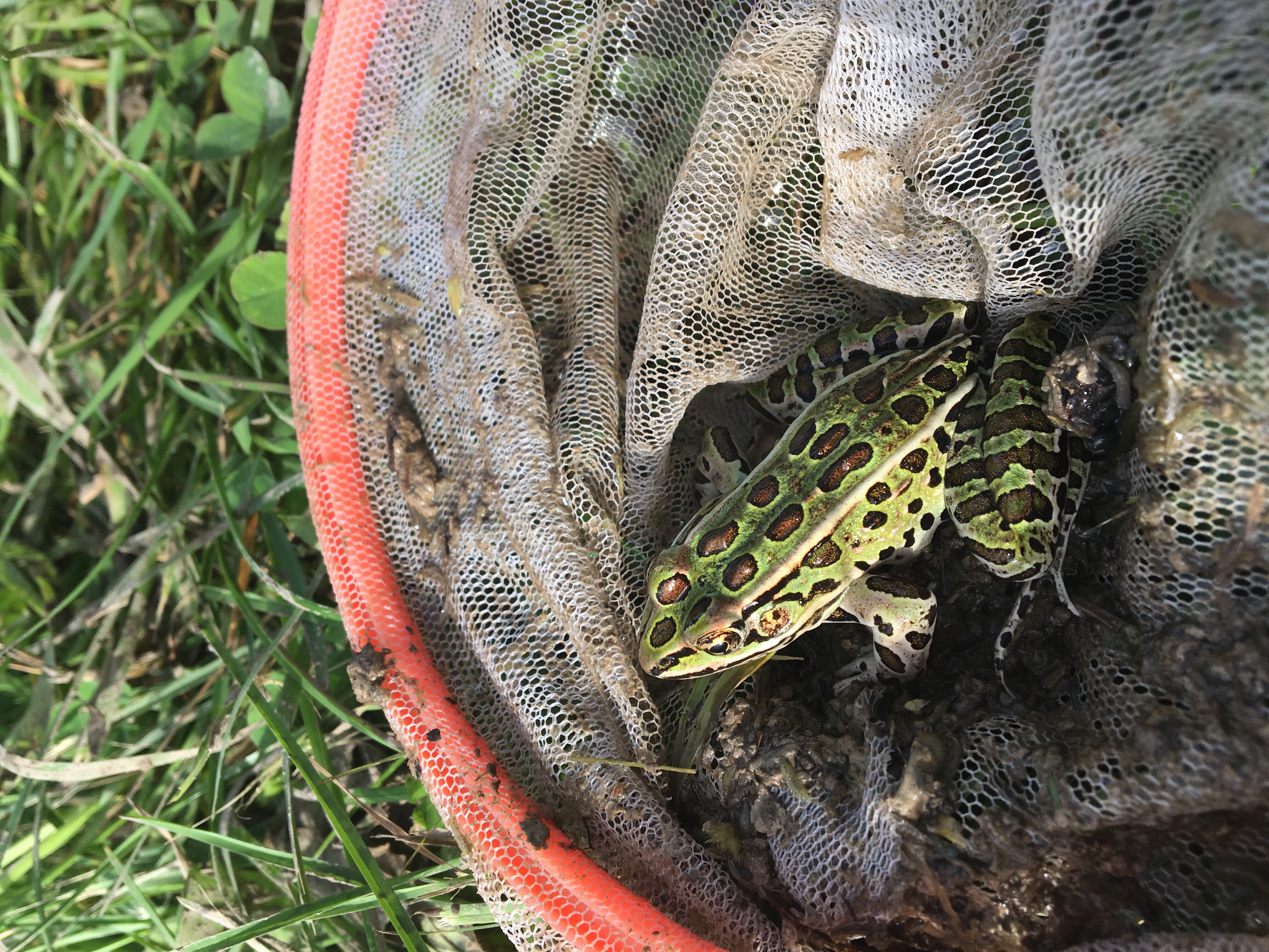 Leopard frog in a net