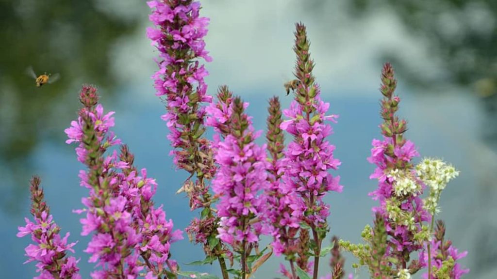 Purple loosestrife