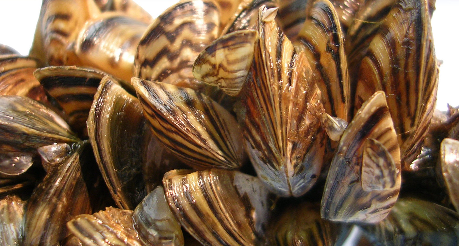 Zebra mussels