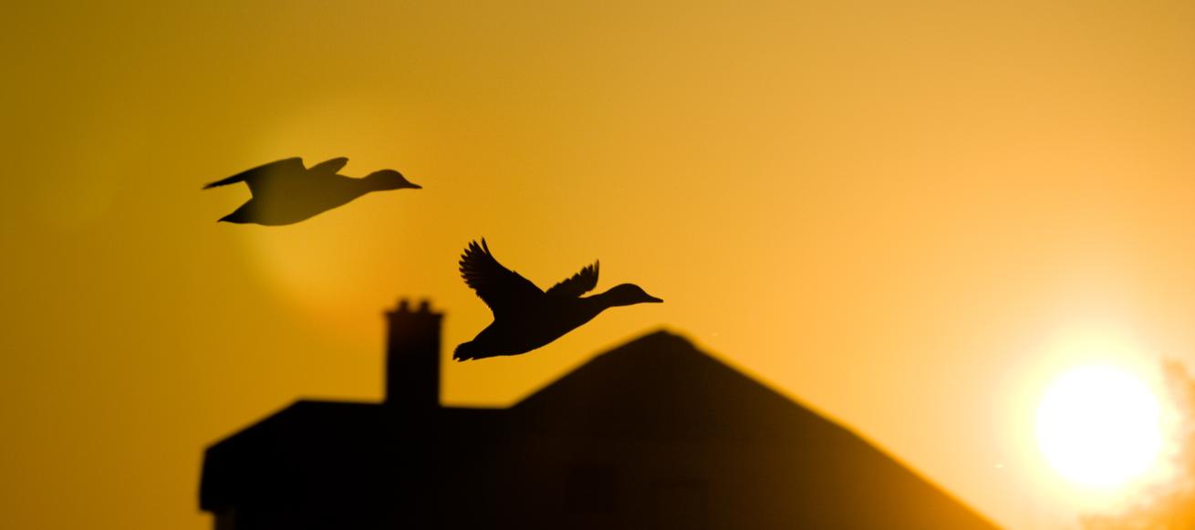 Suset birds