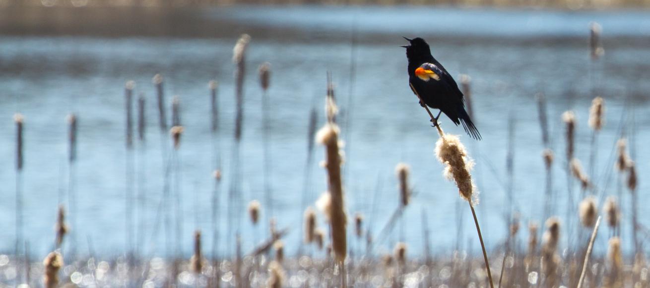 Dufferin Marsh