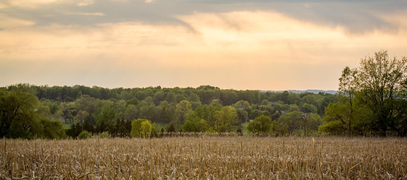 Fall Corn Field
