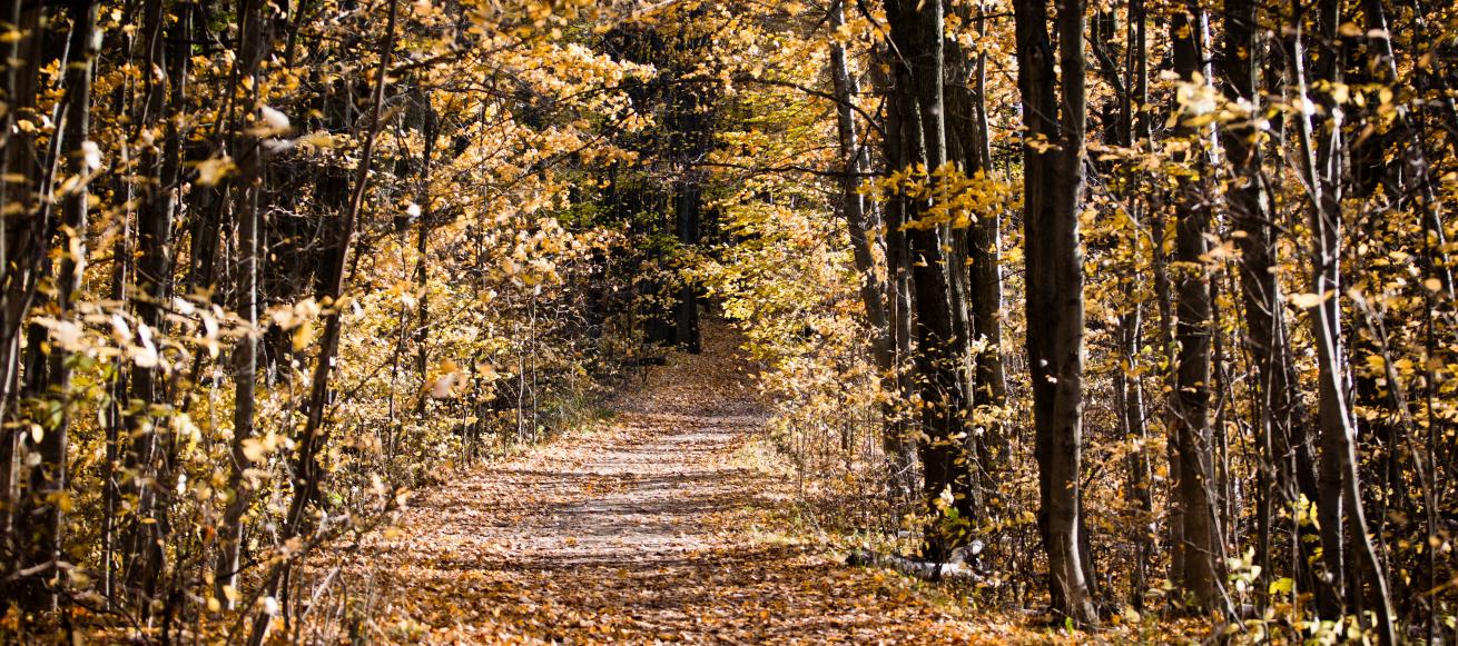 Fall Forest