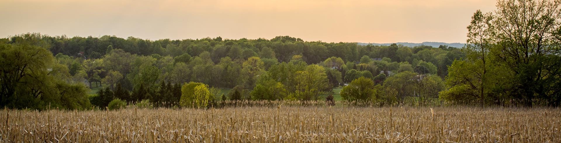 Autumn corn field