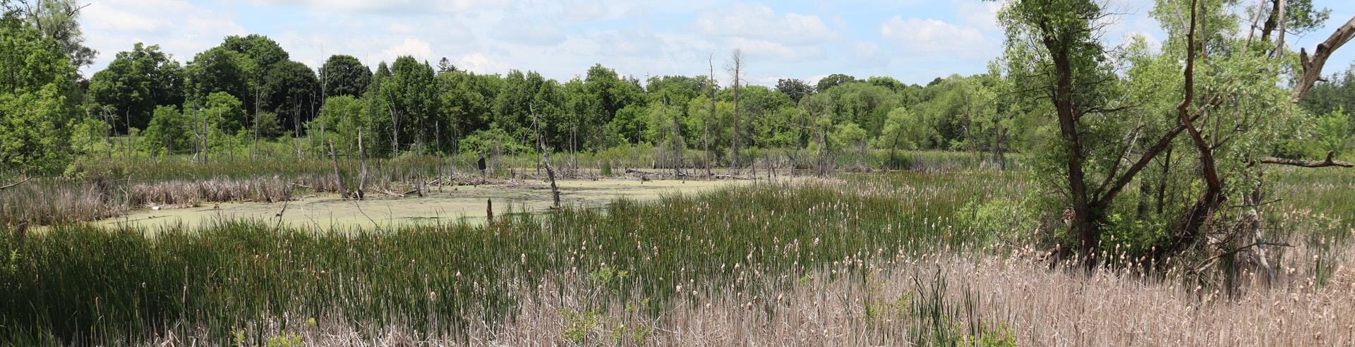 Dufferin Marsh