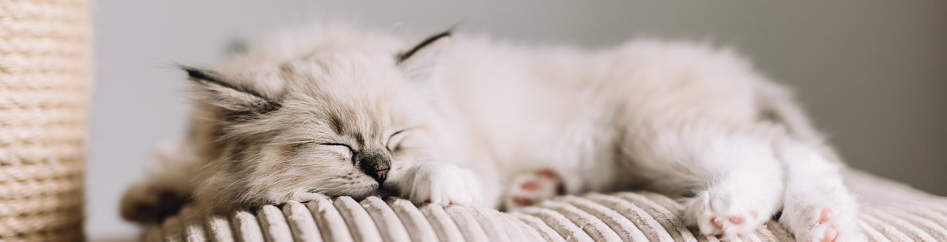 cat on pillow