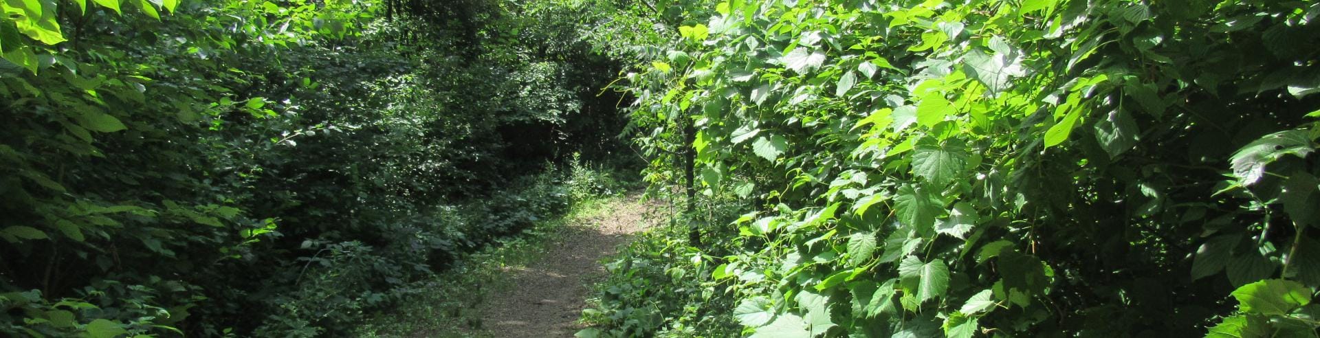 image of King Township trail