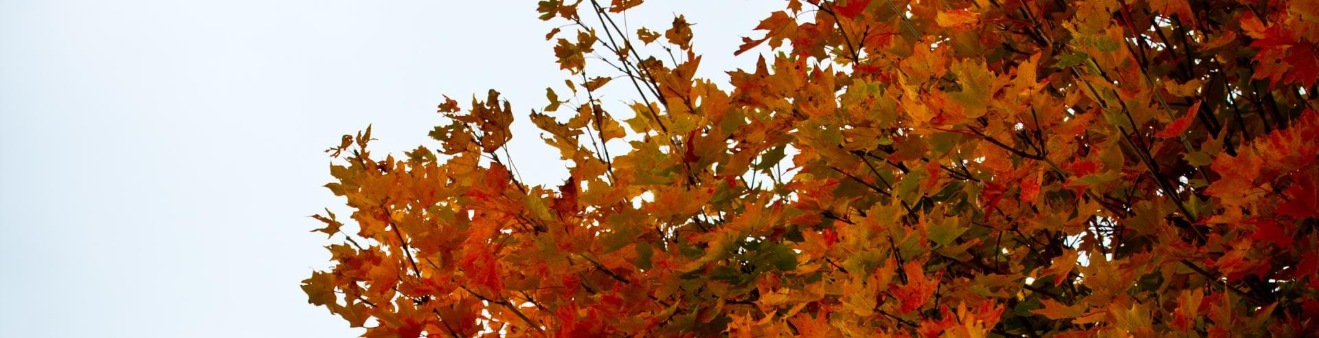 picture of a tree in the fall with changing colours