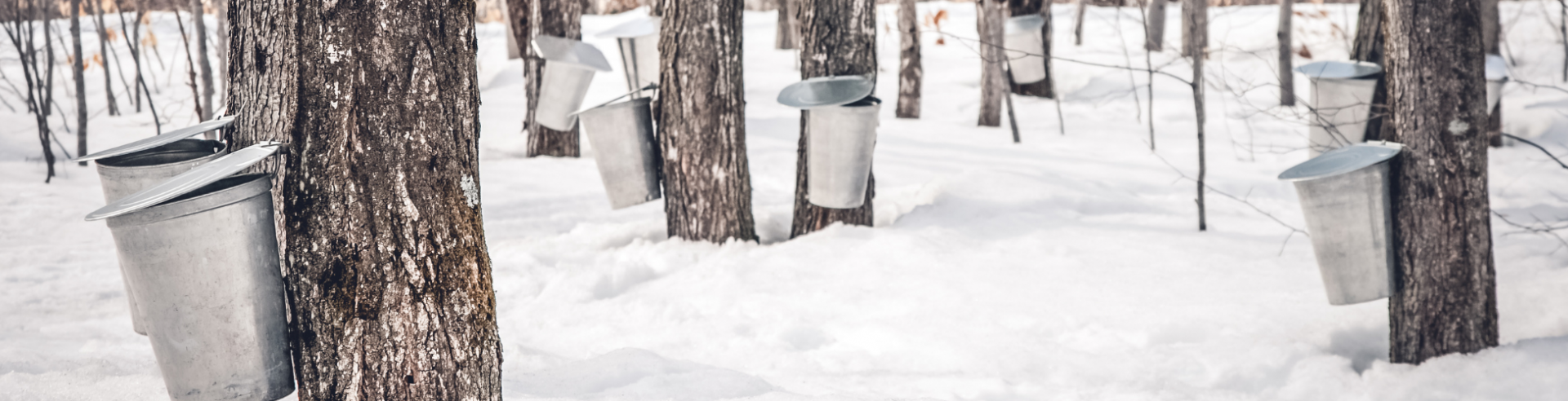 Maple Syrup tapping