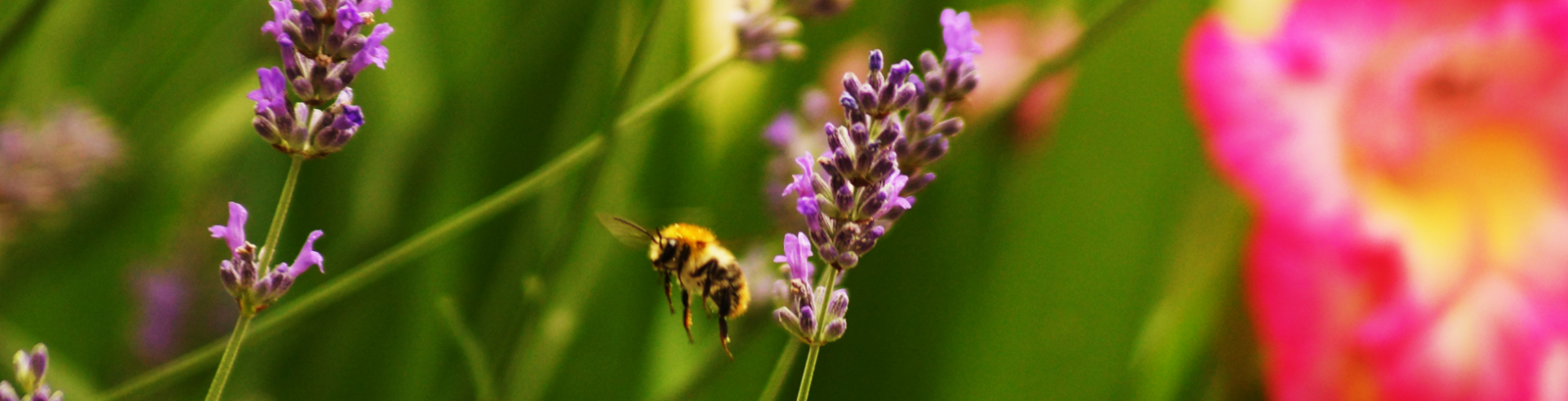 Wildflower and bee