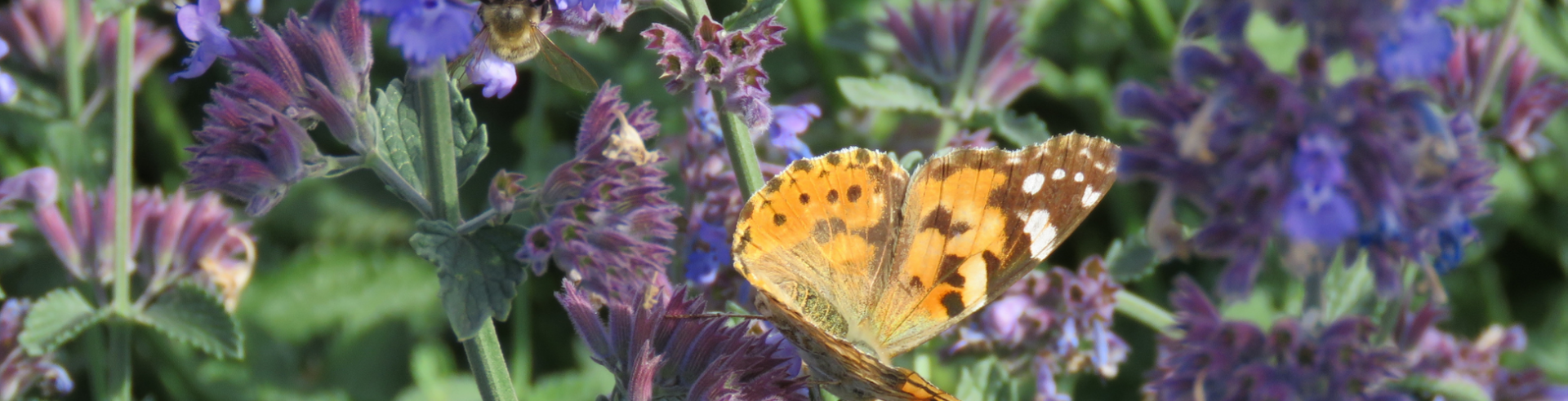Pollinator