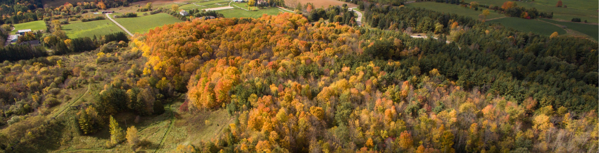 Fall Forest at Cold Creek