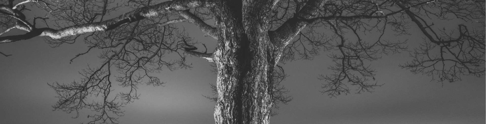 Creepy tree